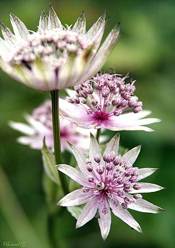 Fleurs de montagne des Alpes — Randos-MontBlanc