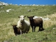 Moutons (10 septembre 2011)