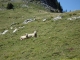 Moutons (10 septembre 2011)