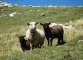 Moutons (10 septembre 2011)