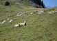 Moutons (10 septembre 2011)