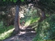 Sentier dans la forêt