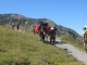 Mules sur le sentier