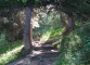 Sentier dans la forêt