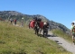 Mules sur le sentier