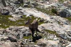 Bouquetins (7 septembre 2024)