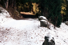 Sentier forestier pour le moins bucolique en fin de saison (25 novembre 2018)