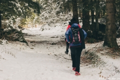 Le sentier continue dans la forêt (25 novembre 2018)