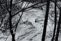 Sous la neige, le sentier prend une tout autre tournure (25 novembre 2018)