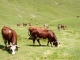 Vaches dans les alpages de Bise (15 juillet 2003)