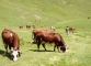 Vaches dans les alpages de Bise (15 juillet 2003)