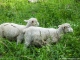 Moutons (2 aout 2011)