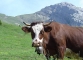 Vache à Samance