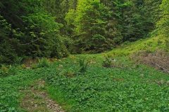 Passage dans la forêt (29 mai 2022)