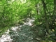 Montée dans la forêt