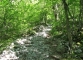 Montée dans la forêt