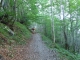 Sentier dans la forêt