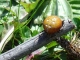 Araneus quadratus