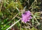 Abeille au travail