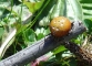 Araneus quadratus