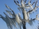 Les arbres prisonniers de la glace