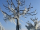 Les arbres prisonniers de la glace