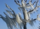 Les arbres prisonniers de la glace