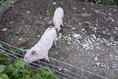 Cochons en arrivant au restaurant (14 juillet 2024)