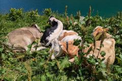 Veaux au bord du lac (14 juillet 2024)