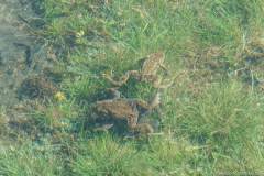 Grenouilles dans le Lac de Chésery (21 mai 2020)