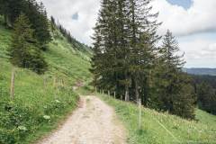 Le chemin est relativement plat (21 juin 2020)