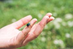 Insecte très coloré (21 juin 2020)