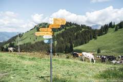 Arrivée à Gros Moléson. Continuer tout droit vers Moléson-sur-Gruyères (21 juin 2020)