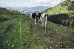 Vache à Gros Moléson (21 juin 2020)