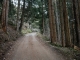 Montée dans la forêt (20 décembre 2015)