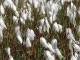 Linaigrette à feuilles étroites