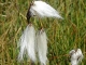 Linaigrette à feuilles étroites