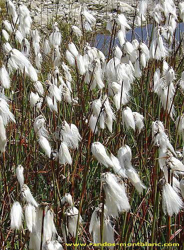 Fleurs de montagne des Alpes — Randos-MontBlanc