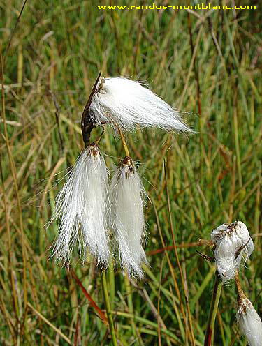 Fleurs de montagne des Alpes — Randos-MontBlanc