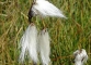 Linaigrette à feuilles étroites