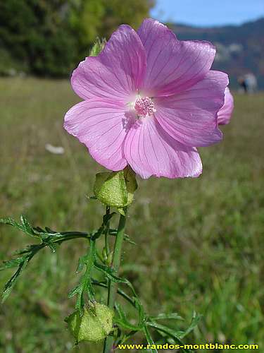 Fleurs de montagne des Alpes — Randos-MontBlanc