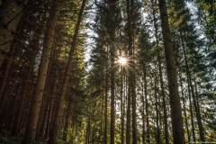 Dans la forêt sur le chemin du retour vers le parking de La Source Qui Rit (14 octobre 2017)