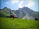 Vaches devant les Aiguilles du Mont