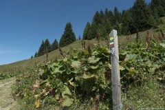 Suivre les flèches jaunes et le balisage blanc et rouge marquant le GR 5 (1er août 2019)