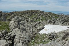 Mouton recherchant la fraicheur sur les derniers névés (1er août 2019)