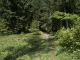 Montée dans la forêt (31 mai 2019)