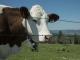 Vache (31 mai 2019)