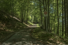 Chemin forestier (31 mai 2019)