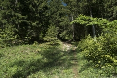 Montée dans la forêt (31 mai 2019)