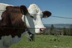 Vache (31 mai 2019)